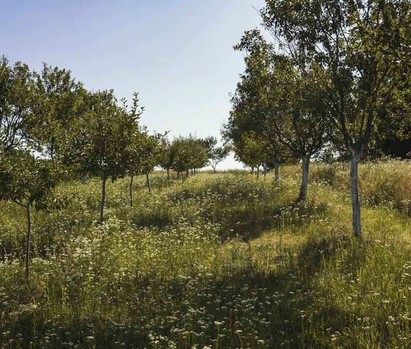 Les rangs de pruniers du domaine, en fin d'été