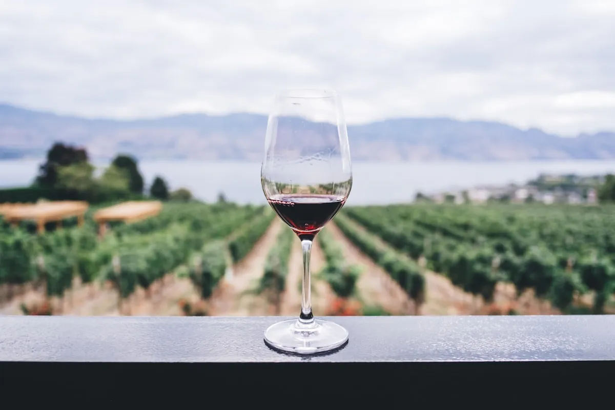 Les vignes du Château Fontclaire au bord de l'eau