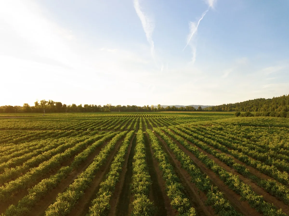 Les rangs de vigne du domaine